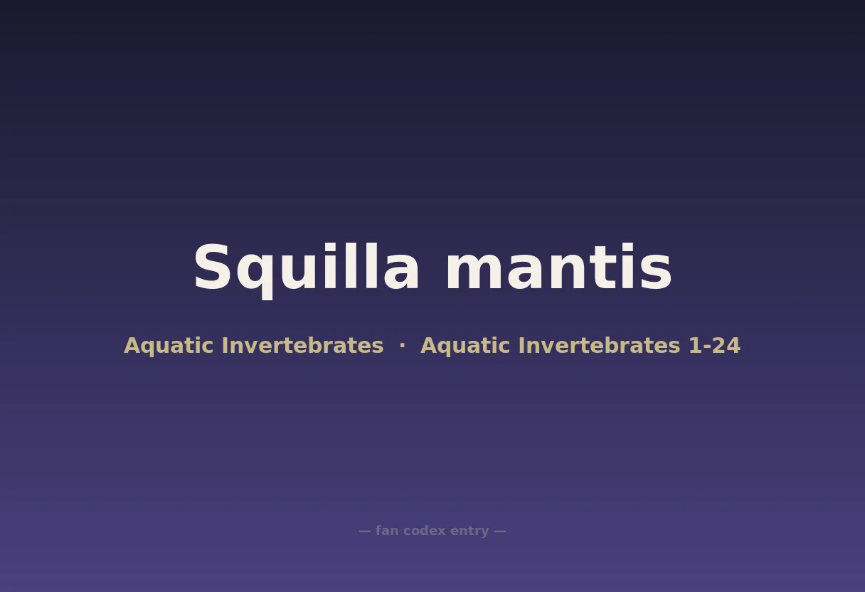 Squilla mantis