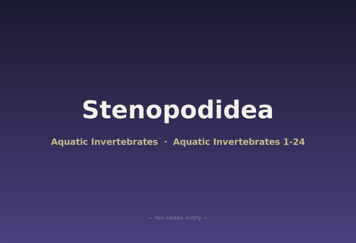 Stenopodidea